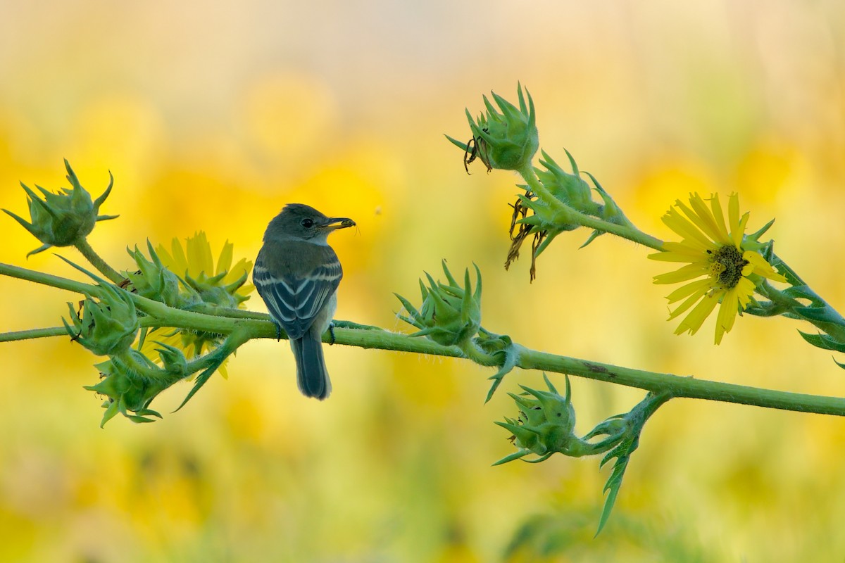 Willow Flycatcher - ML474023681