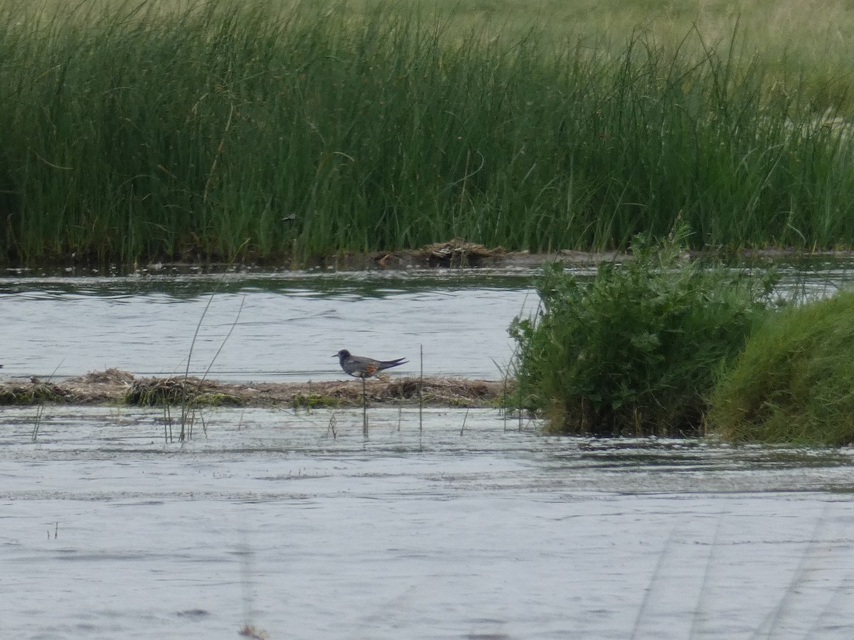 Black Tern - ML474023791