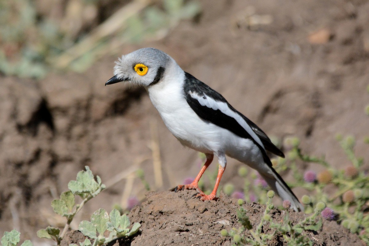 White Helmetshrike - ML474023871