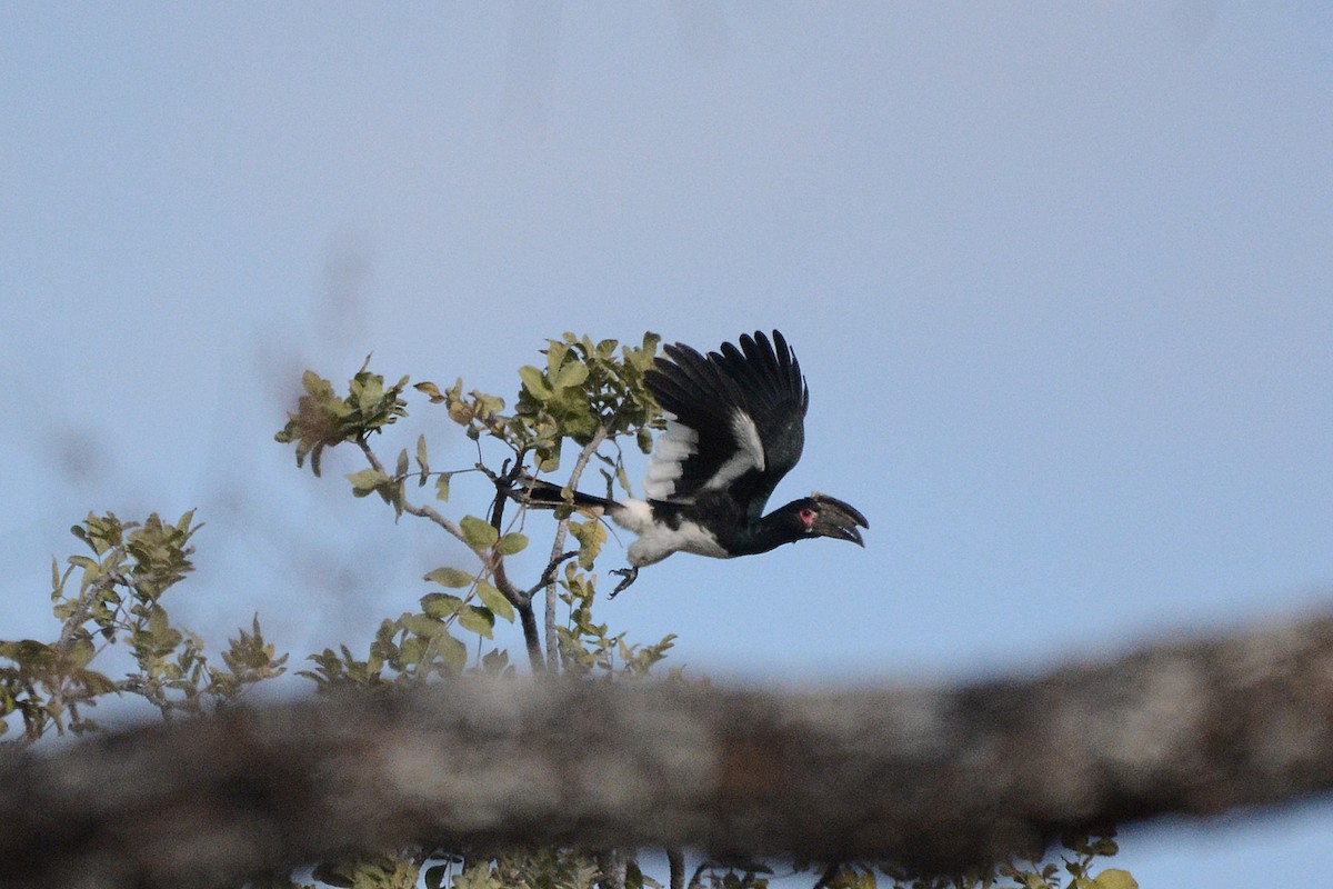 Trumpeter Hornbill - ML474023891