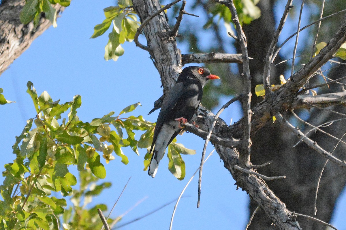 Retz's Helmetshrike - ML474025011