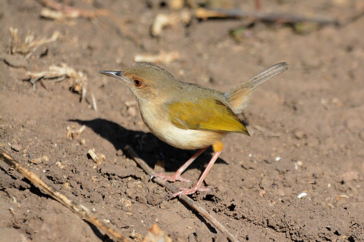 Green-backed Camaroptera - ML474025111