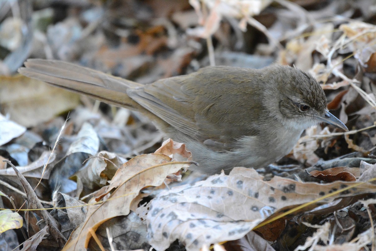 Bulbul Terrestre - ML474025581