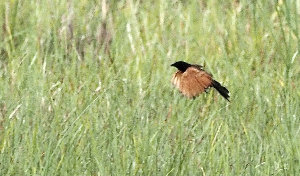 Black Coucal - ML474025631