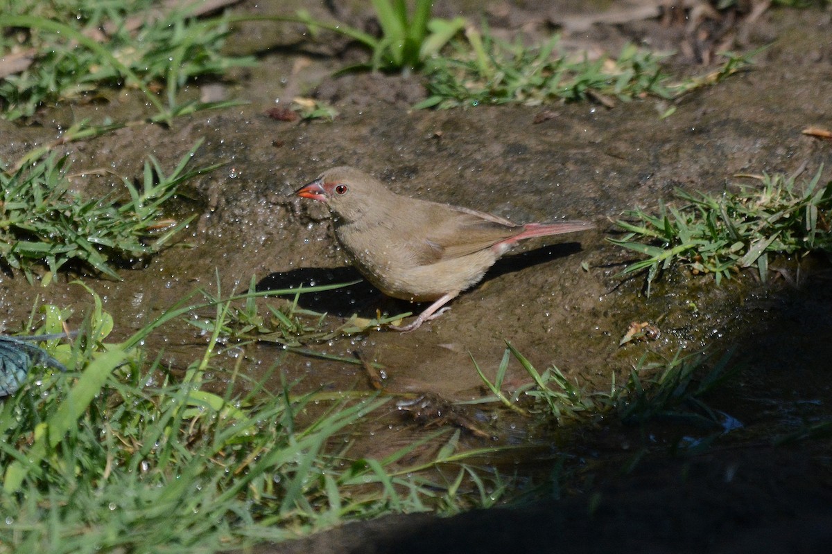 Red-billed Firefinch - ML474025761