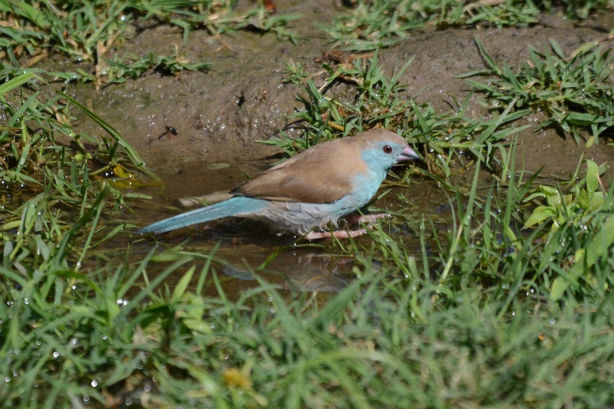 Southern Cordonbleu - ML474025861