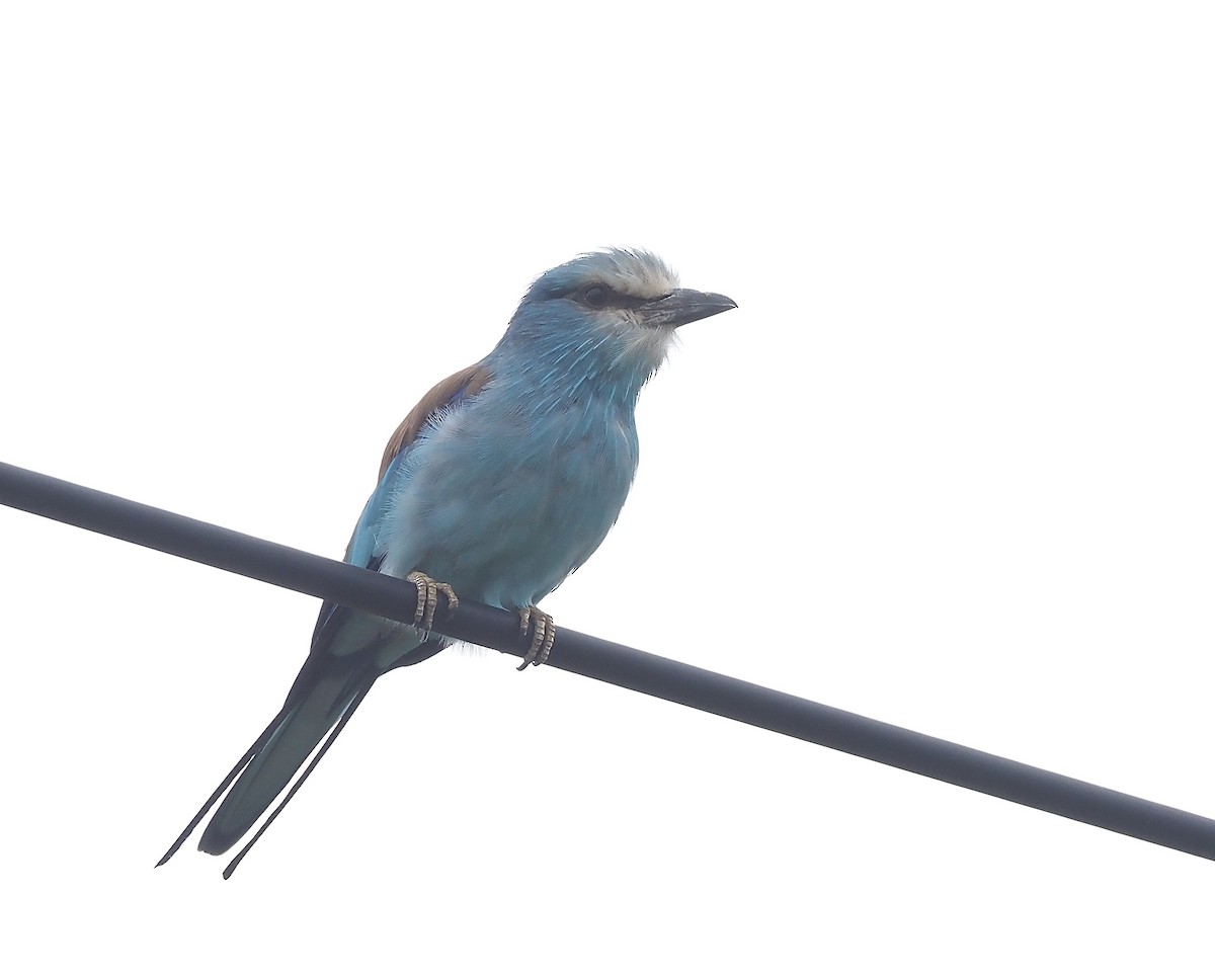 Abyssinian Roller - ML474025921