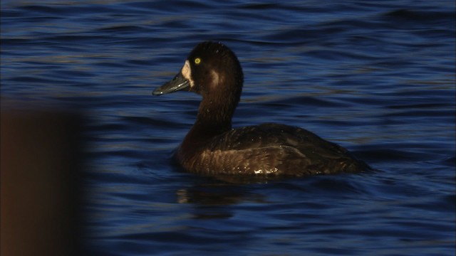 Greater Scaup - ML474026