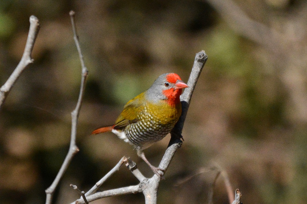 ニシキスズメ - ML474026251