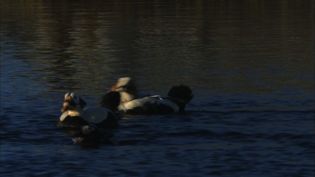 Spectacled Eider - ML474027