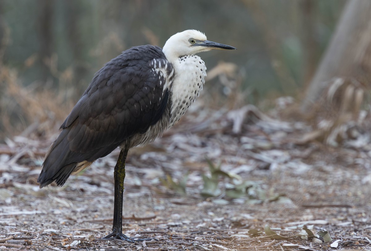 Pacific Heron - Geoff Dennis