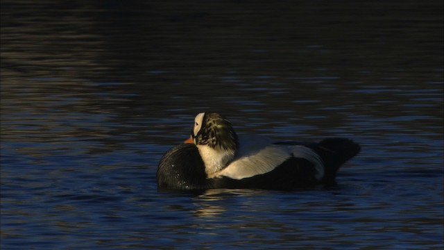 Spectacled Eider - ML474028