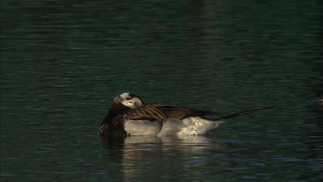 Long-tailed Duck - ML474030