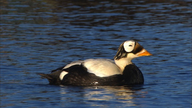 Spectacled Eider - ML474031