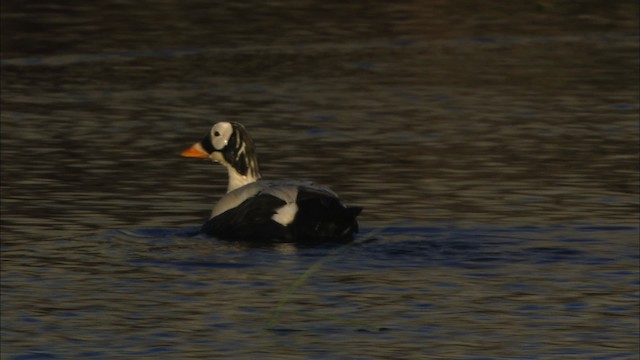 Éider de Anteojos - ML474032