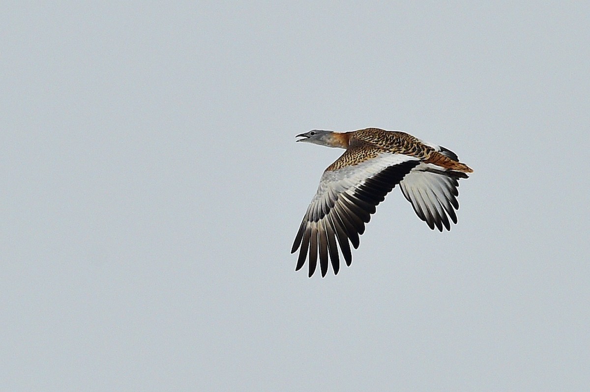 Great Bustard - ML47403351