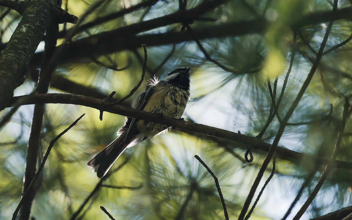 Black-capped Chickadee - ML474033641