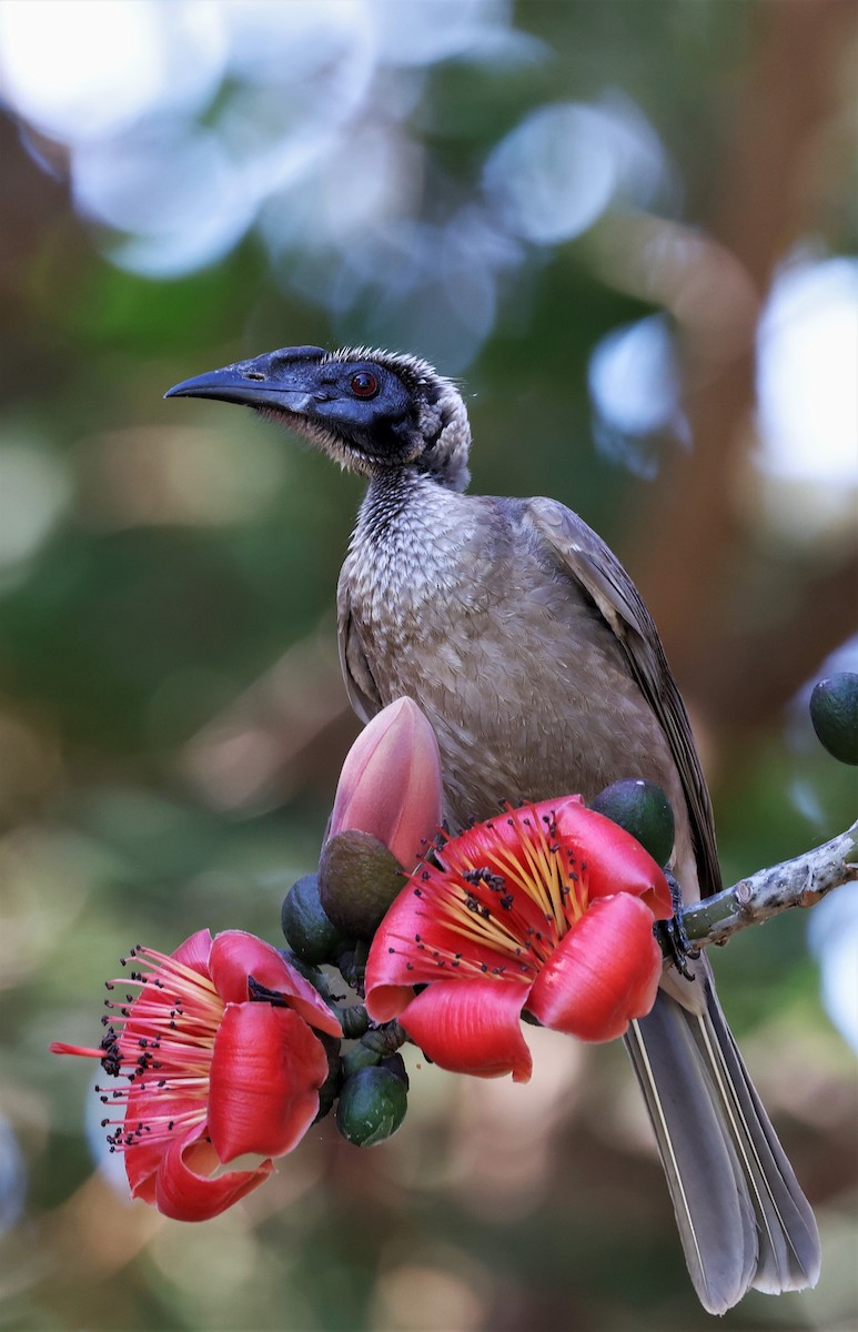 Helmeted Friarbird (Hornbill) - ML474034961