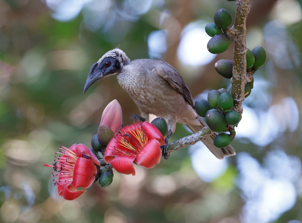 Helmeted Friarbird (Hornbill) - ML474034971