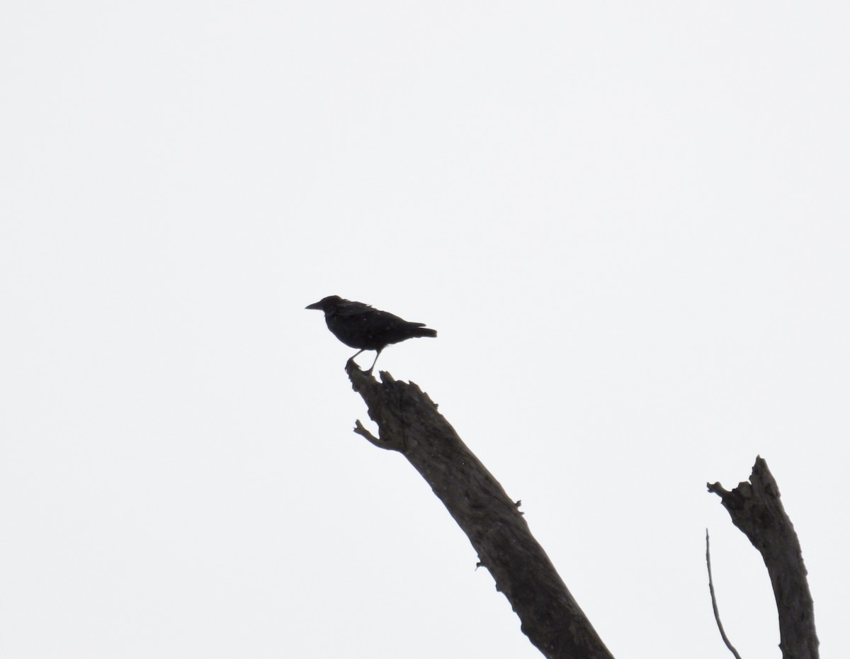 American Crow - N Roemer