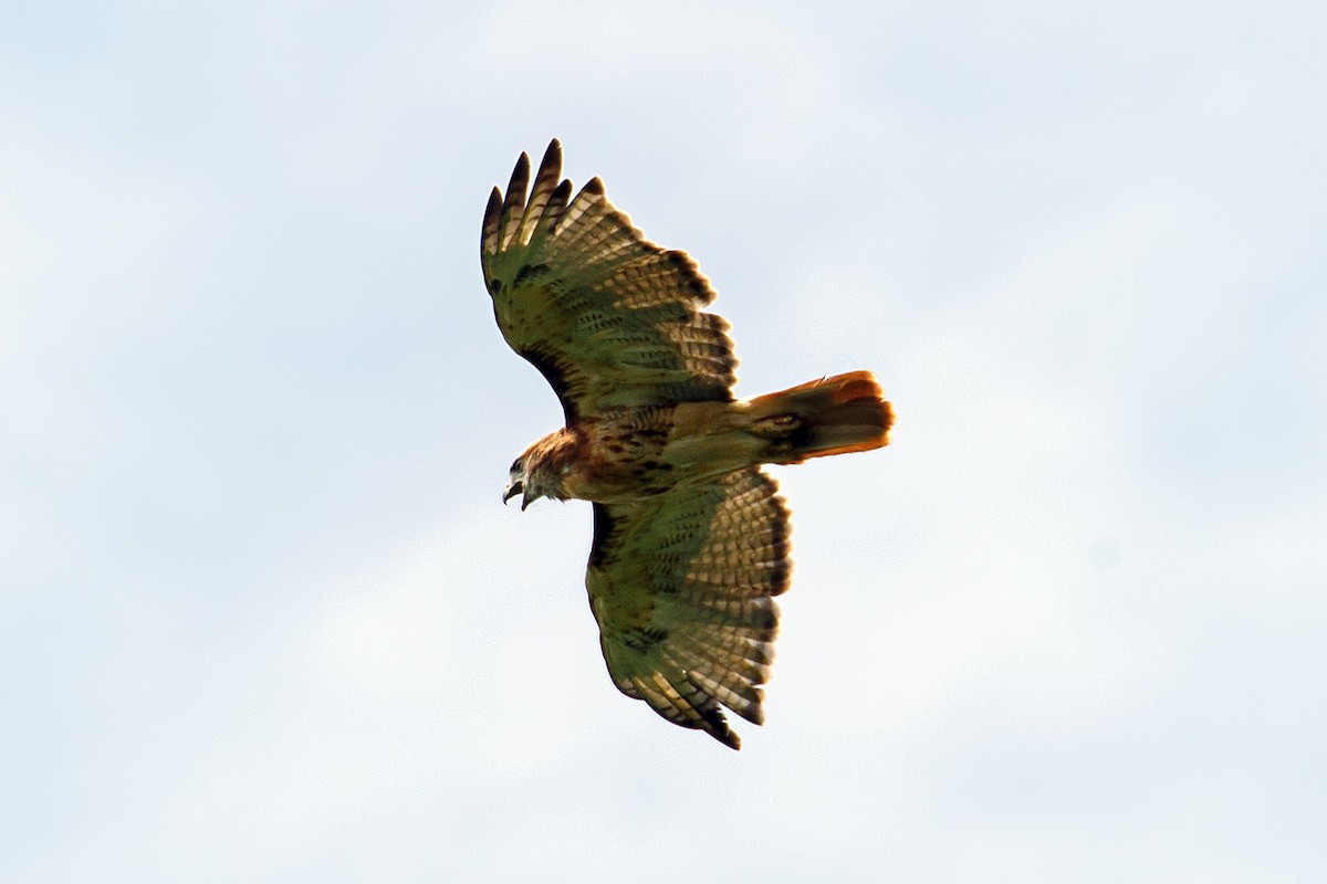 Red-tailed Hawk - Naseem Reza
