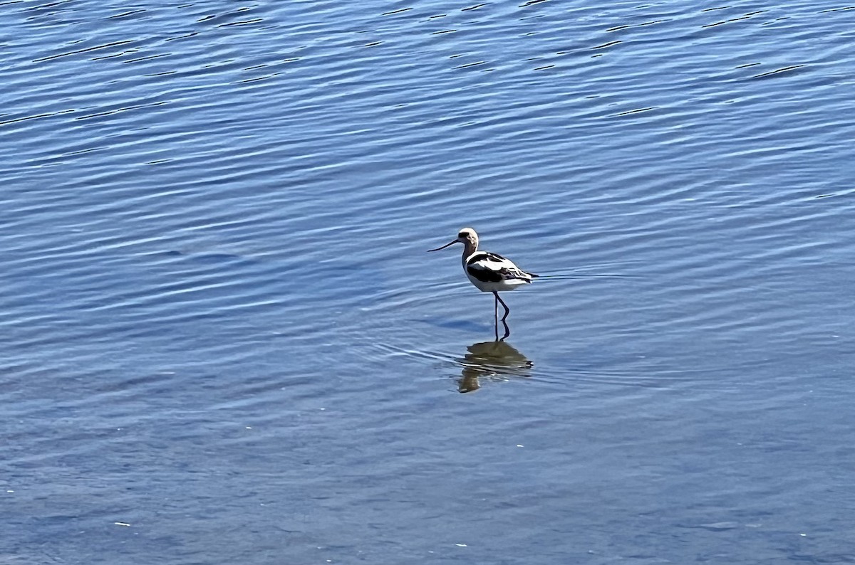 Avoceta Americana - ML474038961