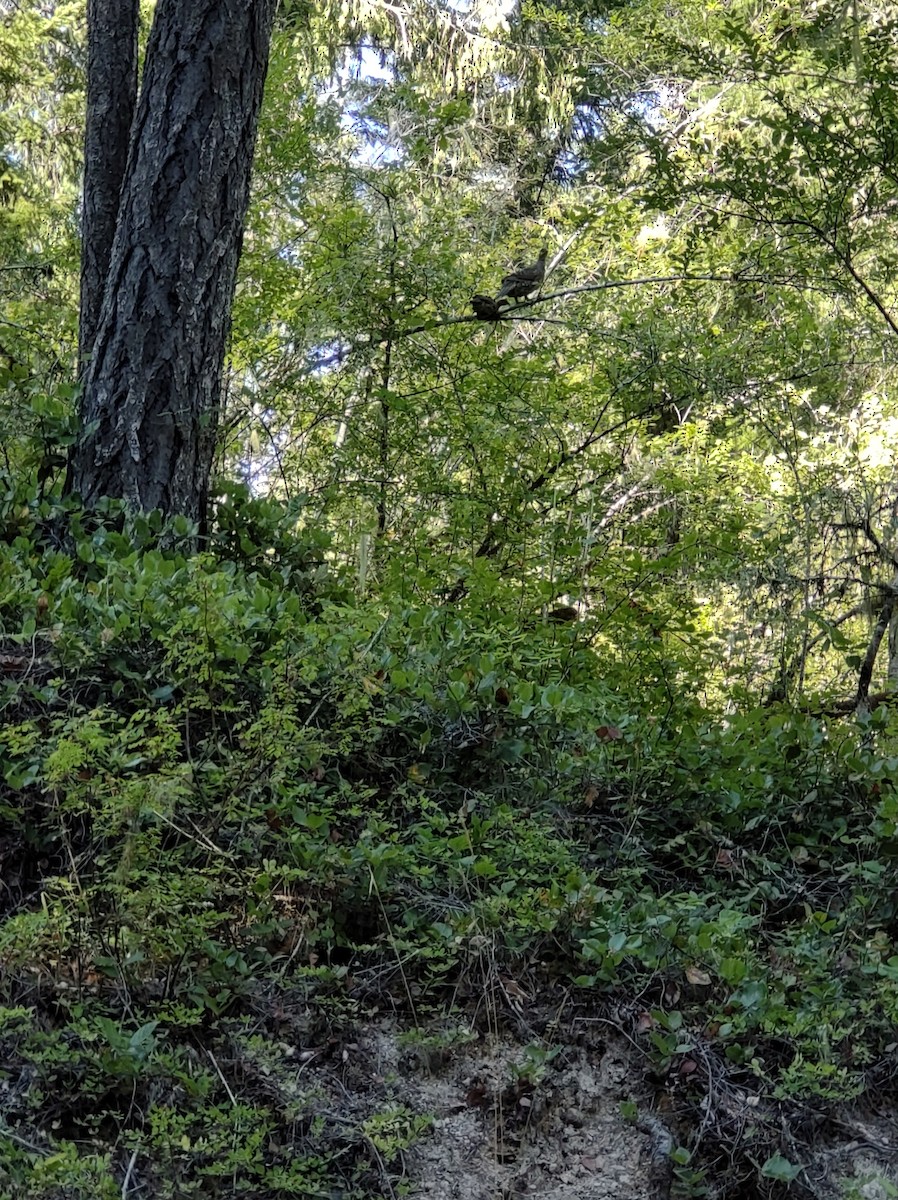 Ruffed Grouse - ML474040361