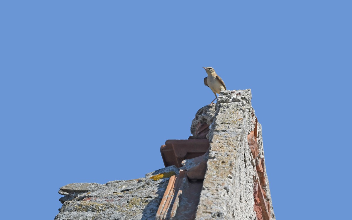 Tawny Pipit - Christoph Moning