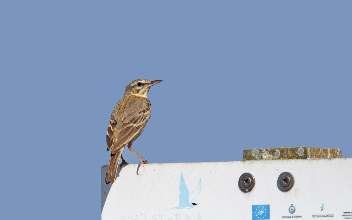 Tawny Pipit - Christoph Moning