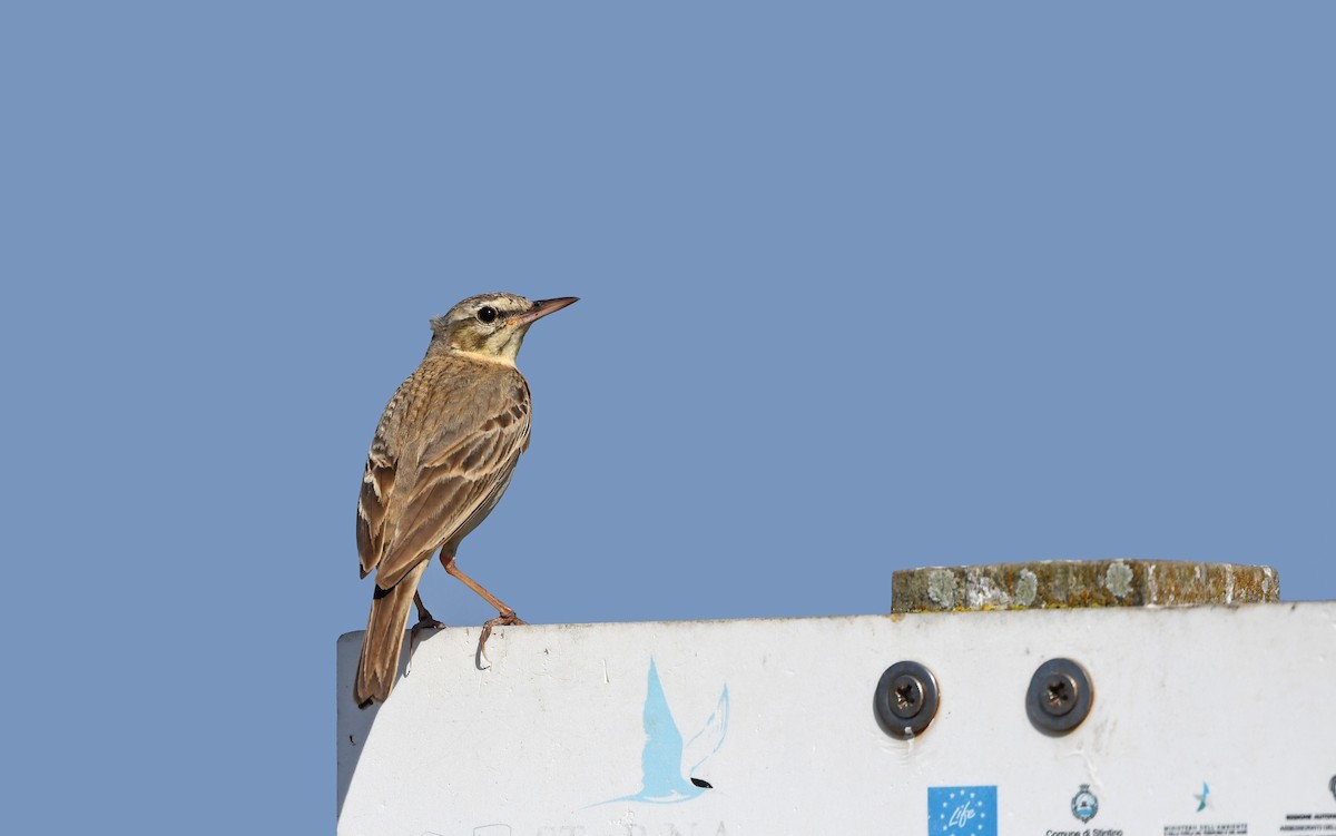 Tawny Pipit - Christoph Moning