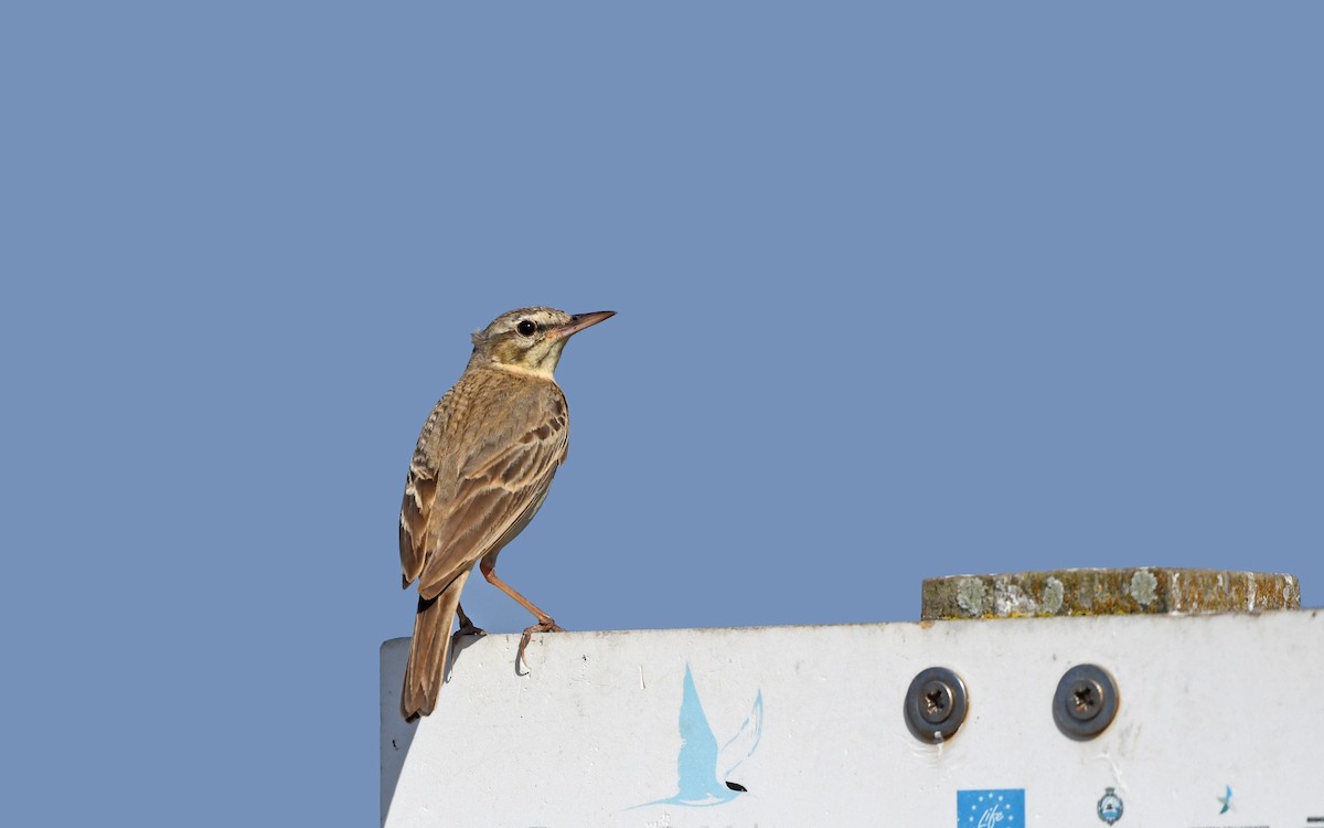 Tawny Pipit - Christoph Moning