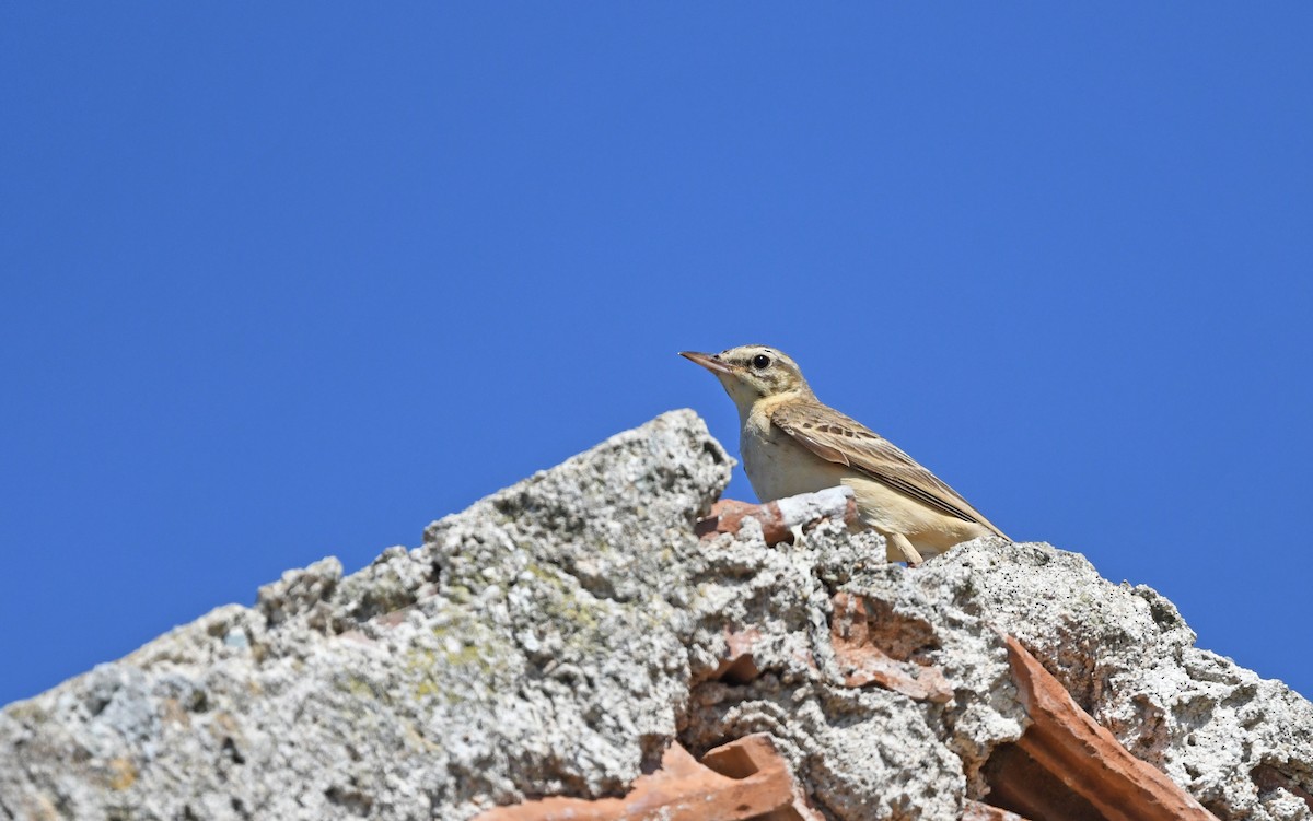 Tawny Pipit - Christoph Moning