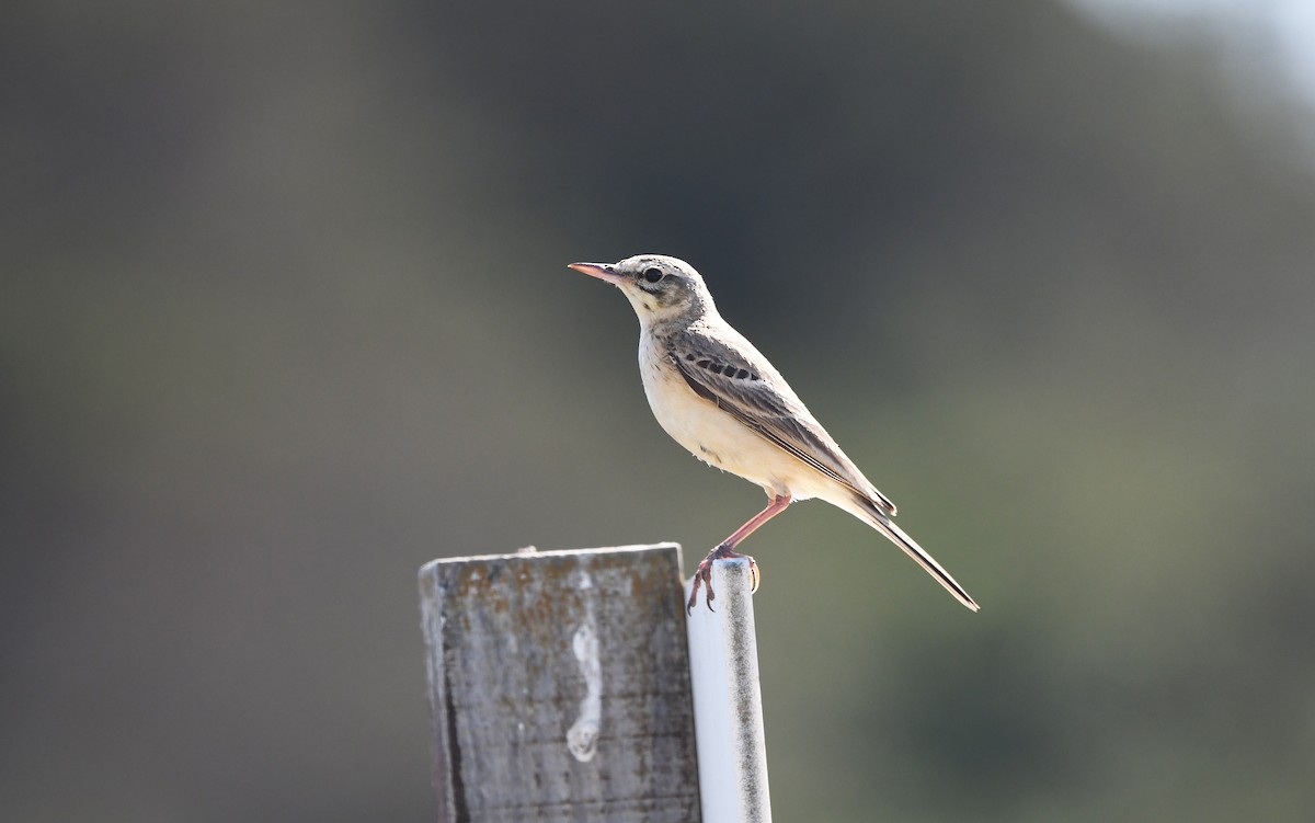 Tawny Pipit - Christoph Moning