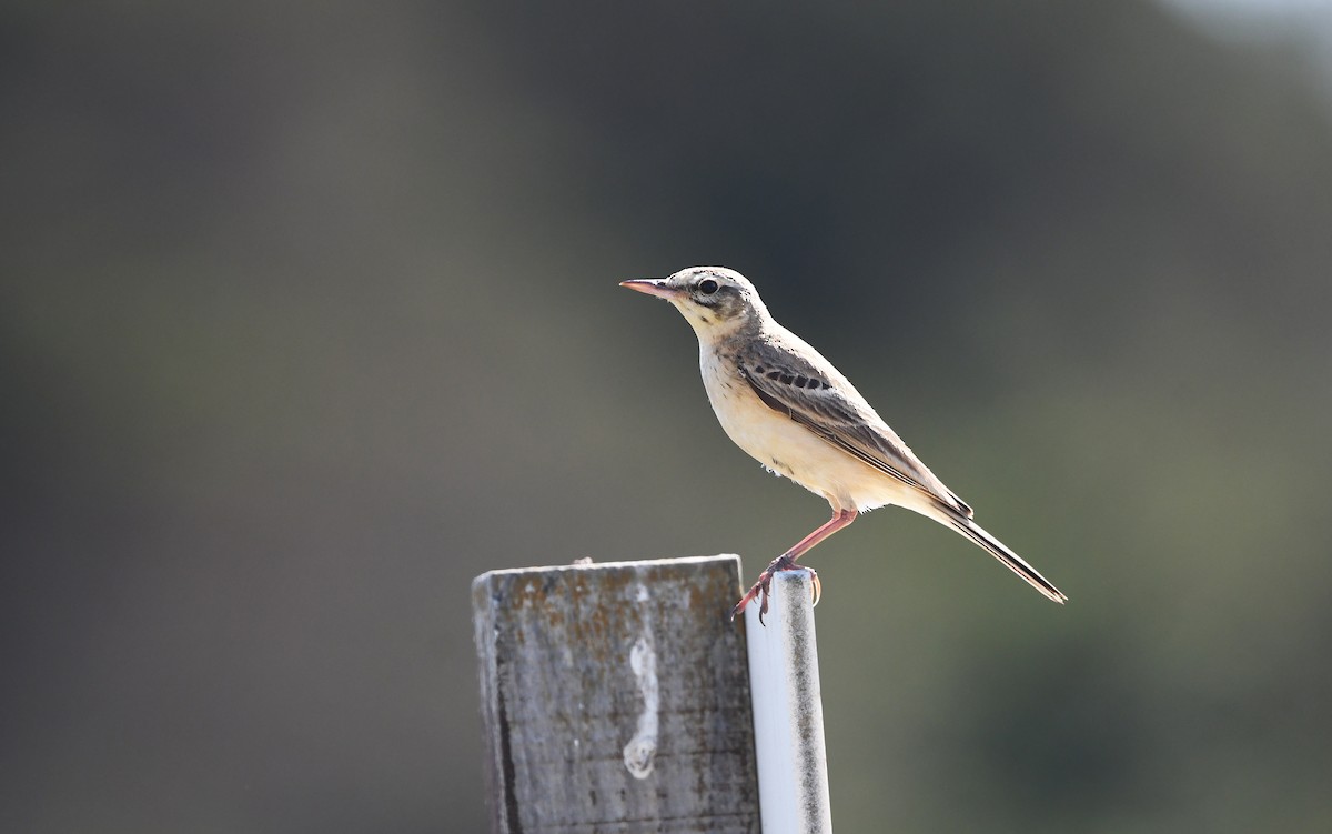 Tawny Pipit - Christoph Moning