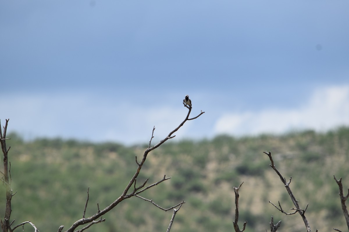 Black-throated Sparrow - ML474042591