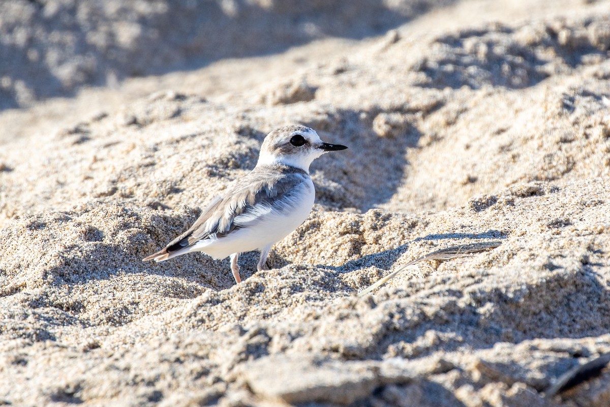 Snowy Plover - ML474042661