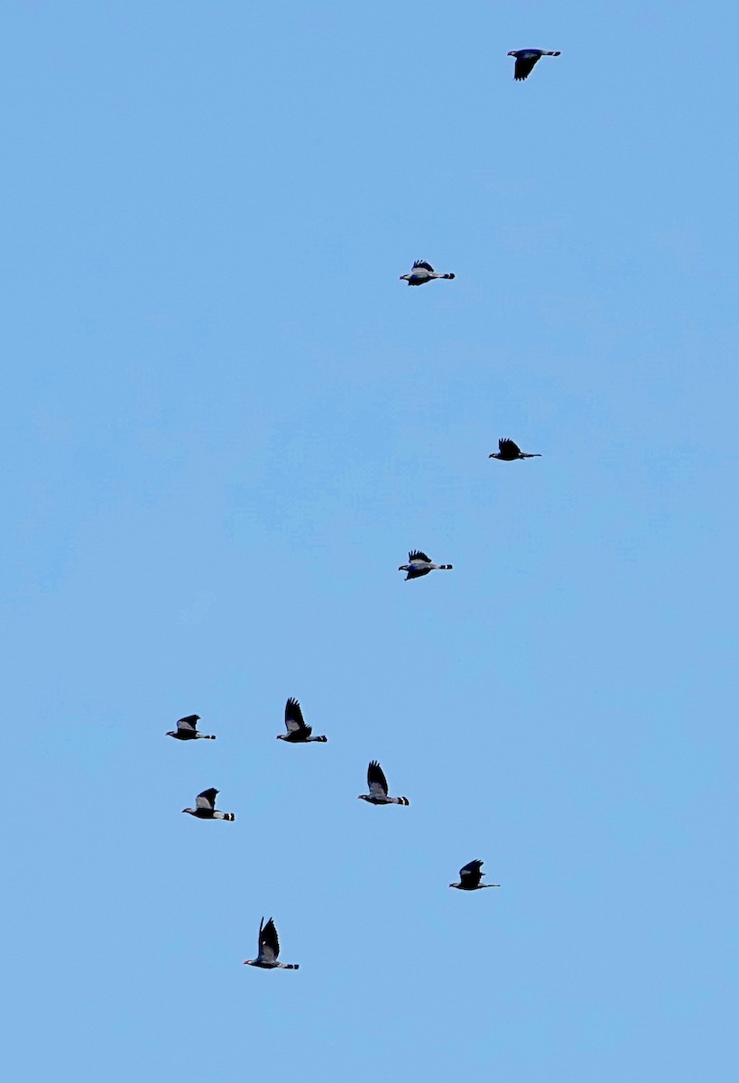 Topknot Pigeon - ML474042981