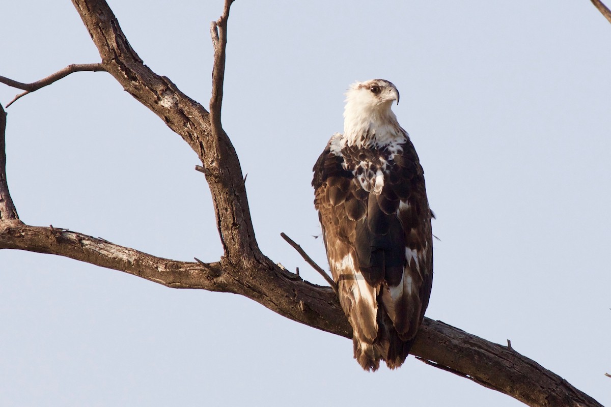 African Fish-Eagle - Geoffrey Reeves