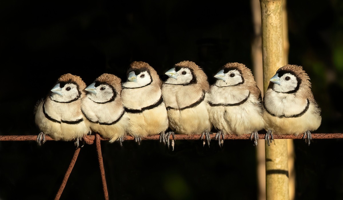Double-barred Finch - David Irving