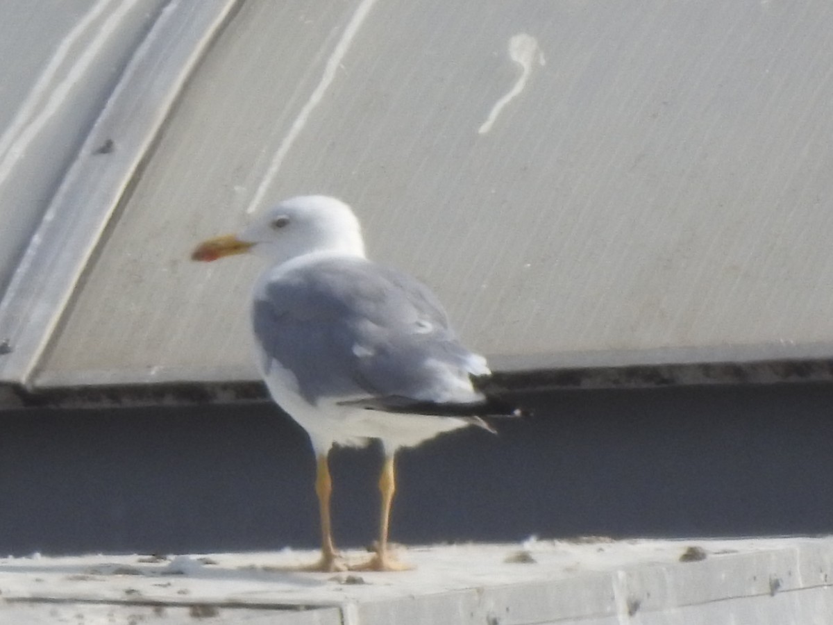 Yellow-legged Gull - ML474045081