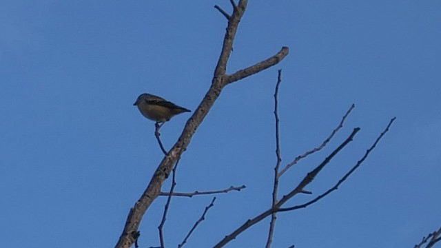 Pardalote Moteado - ML474046481