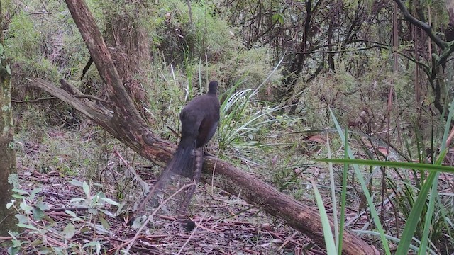 Superb Lyrebird - ML474048701