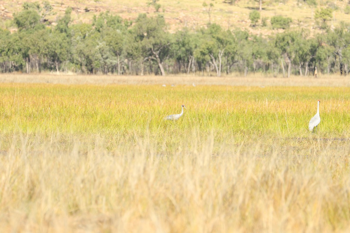 Brolga - ML474049211