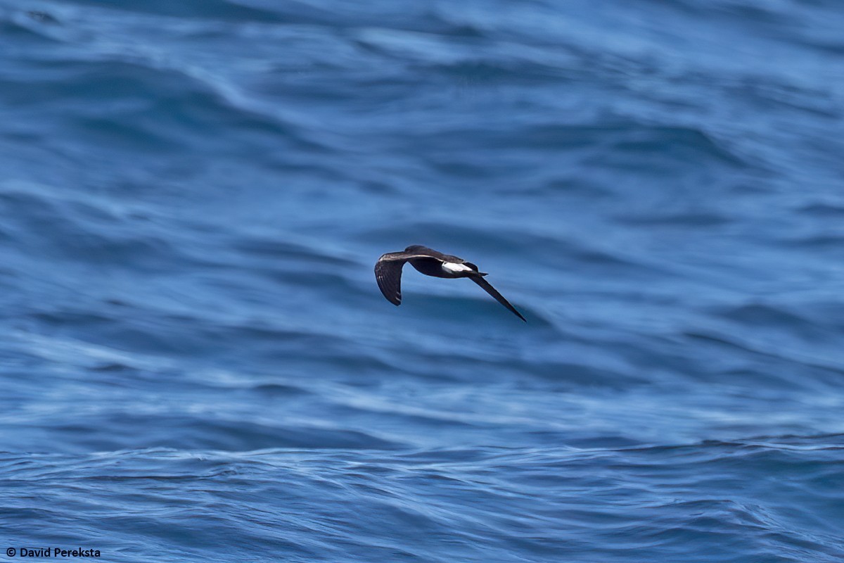 Townsend's Storm-Petrel - David Pereksta