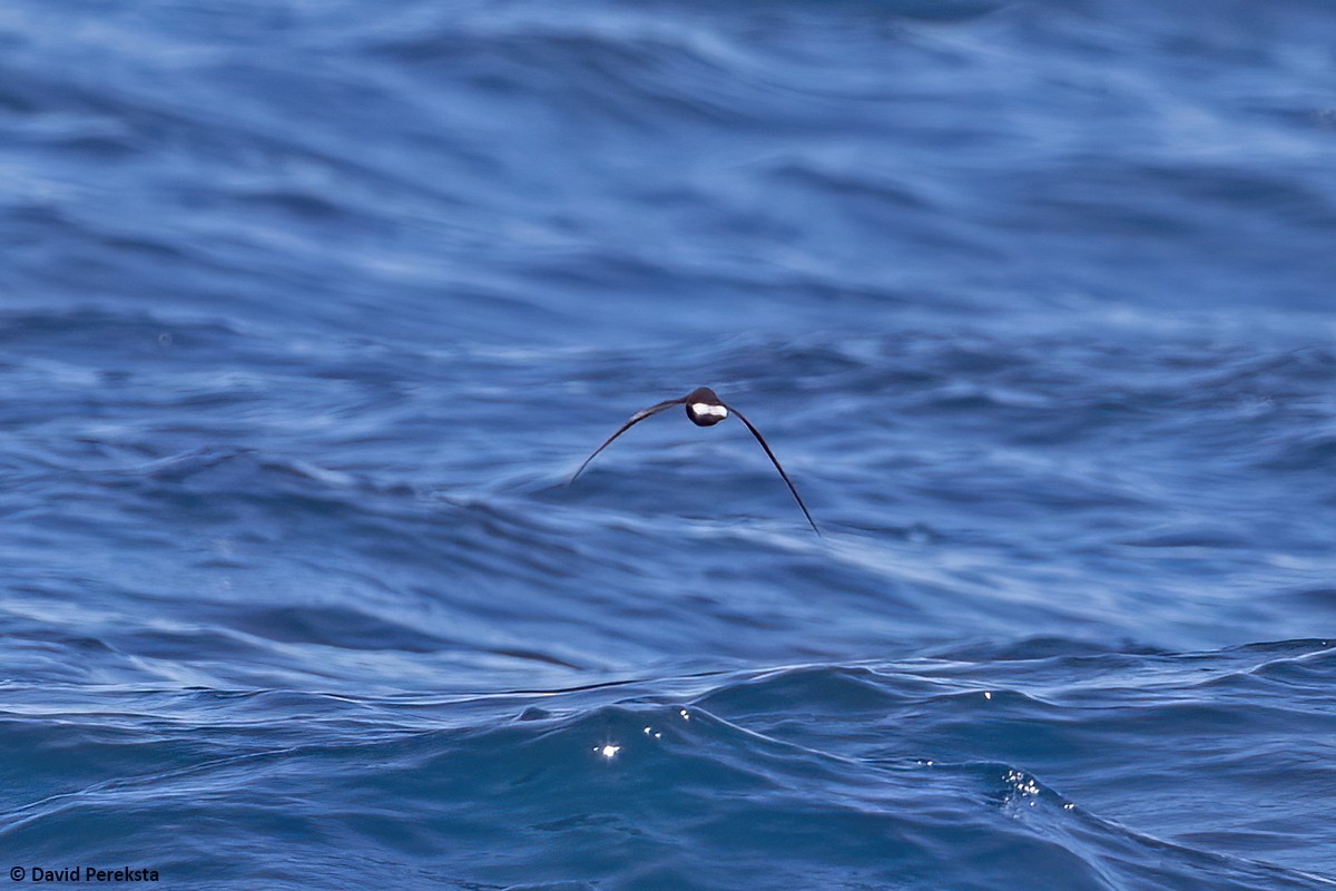 Townsend's Storm-Petrel - ML474049521