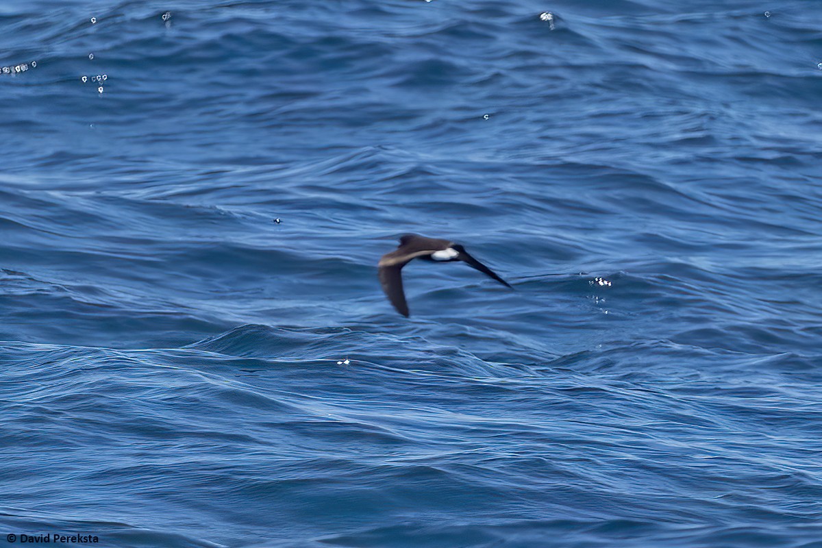 Townsend's Storm-Petrel - ML474049531