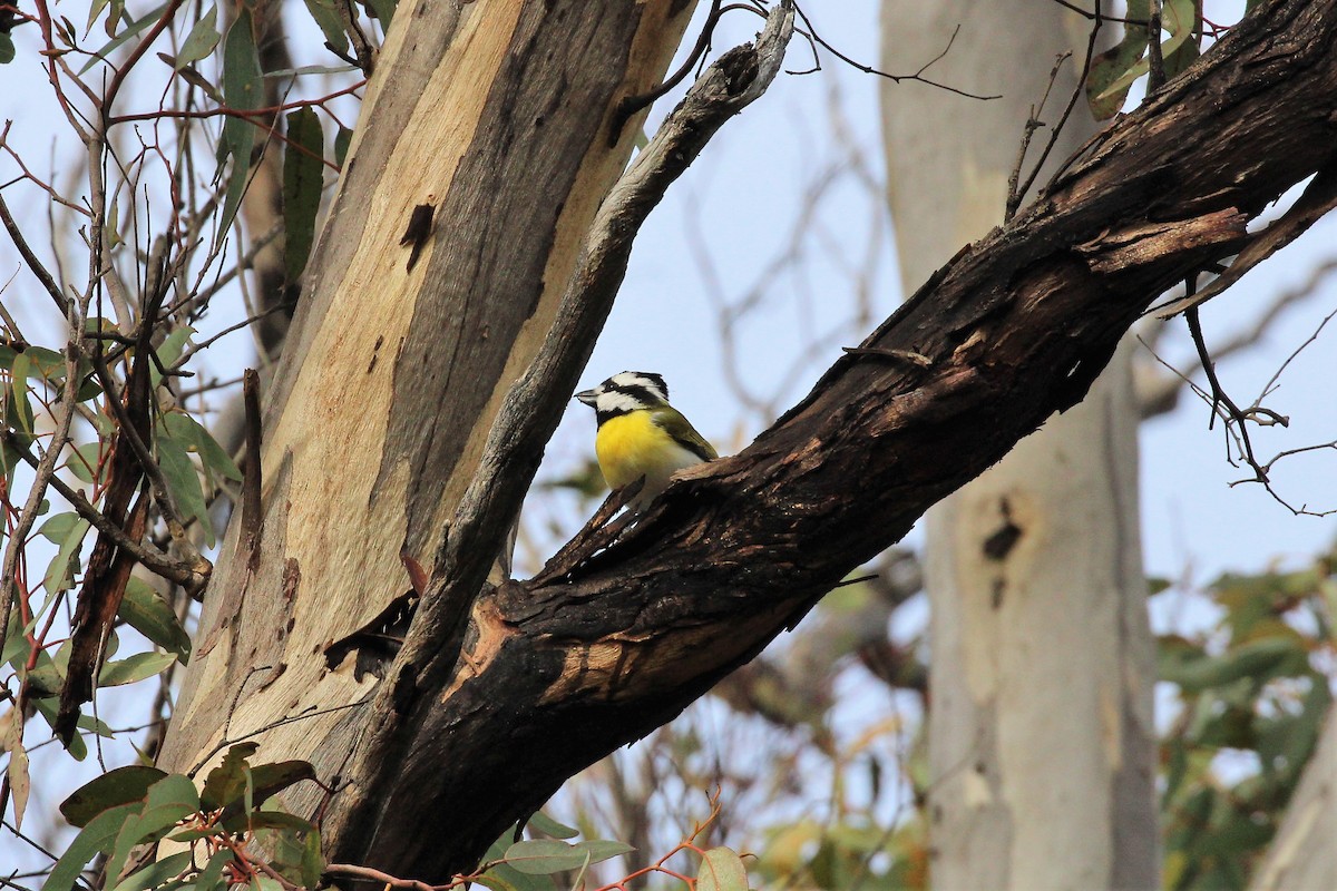 Western Shrike-tit - ML474050321