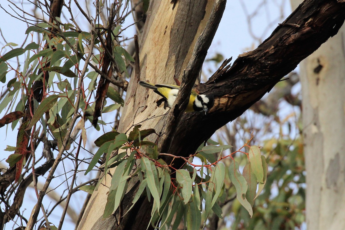 Western Shrike-tit - ML474050391