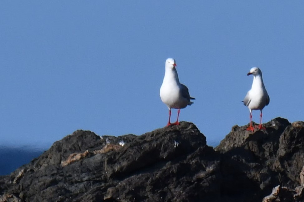 Mouette argentée - ML474050561