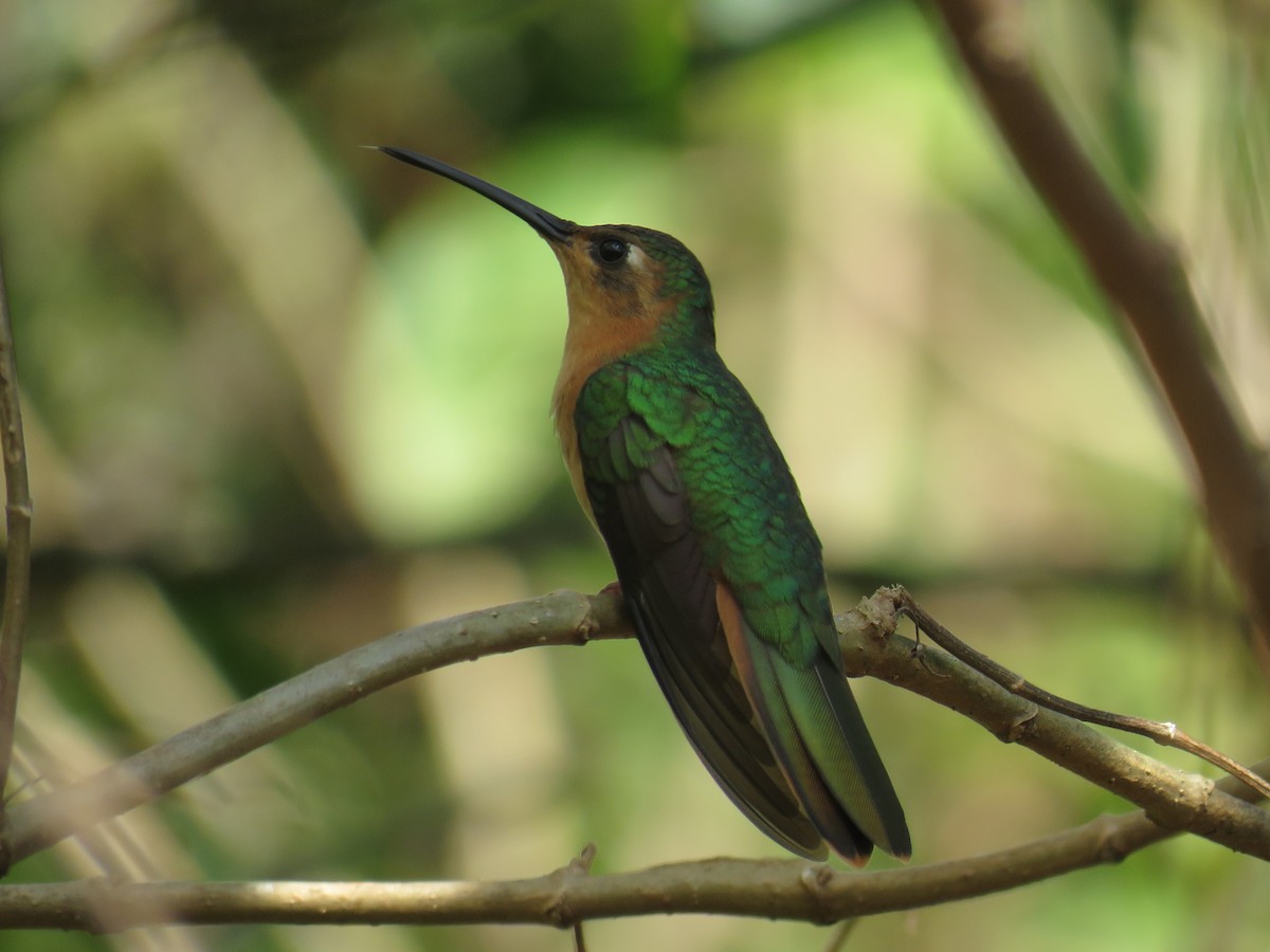 kolibřík pestroocasý - ML474050891